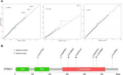 Deciphering the genomic insights into the coexistence of congenital scoliosis and congenital anomalies of the kidney and urinary tract